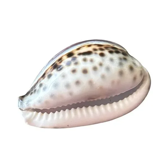 Decorative Pink Fish Shell - Picture 3 of 6